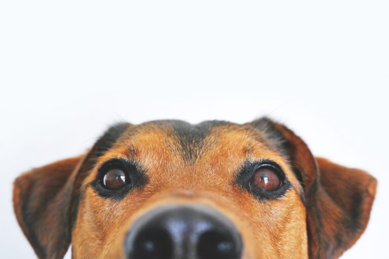 Dog-Friendly Office Cleaning Swansea
