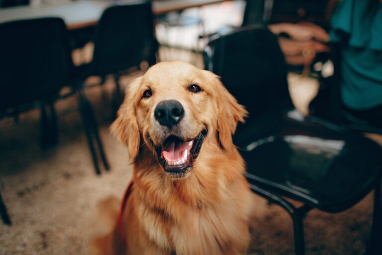 Keeping Your Pet Friendly Workplace Clean