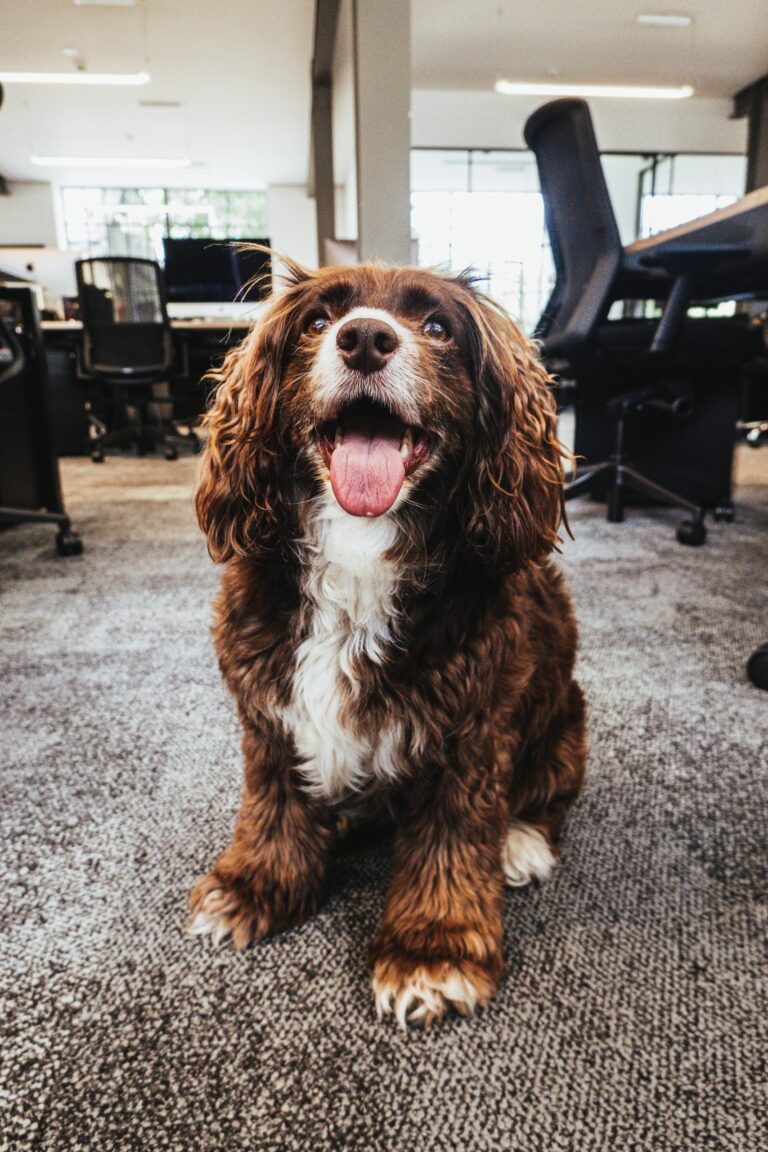 Office Cleaning – Looking after the office dog